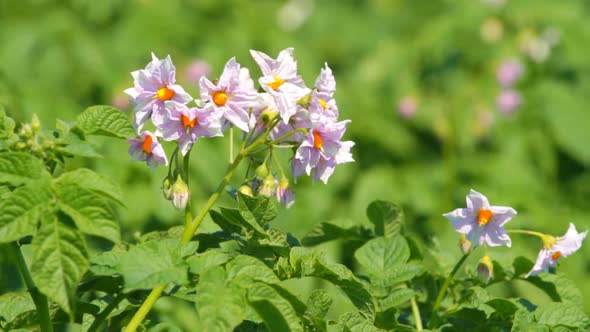 Flowering Potatoes