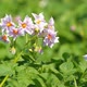 Flowering Potatoes - VideoHive Item for Sale