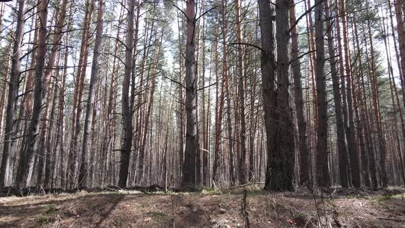 Trees in a Pine Forest During the Day Aerial View