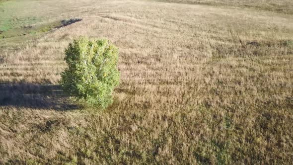 Aerial Video Flying Over One Tree and Grass Field During Sunset in Autumn