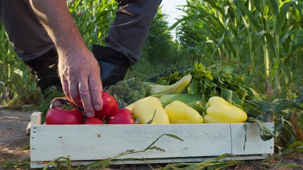 Smiling Farmer Taking Ripe Red Tomato