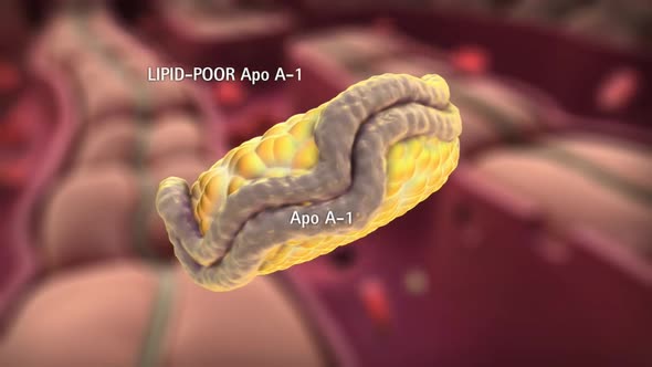 The cholesterol in liver cell