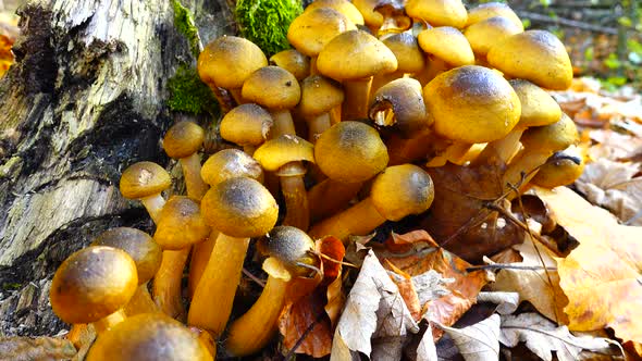 Honey Fungus Mushrooms 29