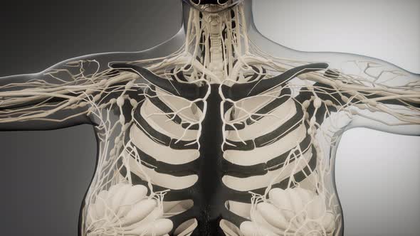 Transparent Human Body with Visible Bones