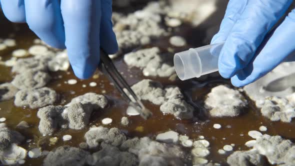 A Scientist Wearing Blue Medical Gloves Takes Mold Samples with Tweezers and Puts Them in a Test