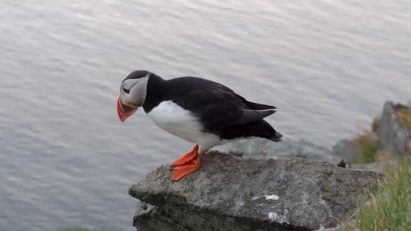 Puffin in Norway jumping from stone to stone, in the background the sea