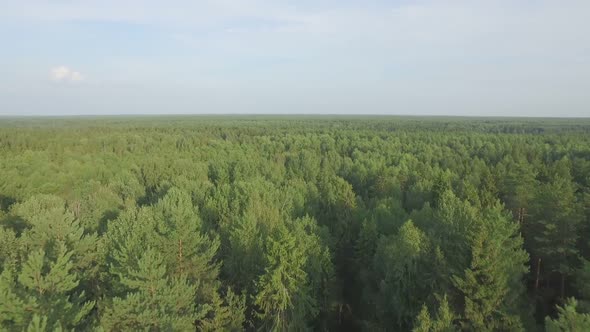 Flying Over Pine Forest