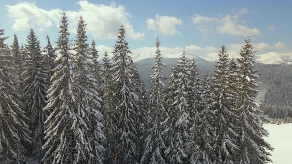 Aerial View of Tall Pine Trees Covered with Fresh Fallen Snow in Winter Mountain Forest on Cold