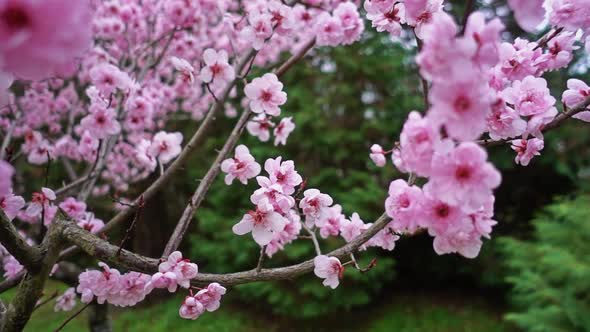 Pink Flower Spring