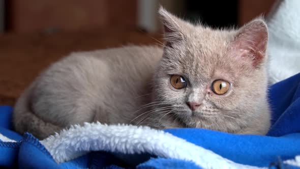 Gray Thoroughbred Soapy Kitten Lies on the Bed