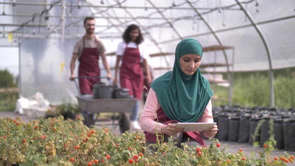 Muslim Woman Grower Examining Plants in Greenhouse