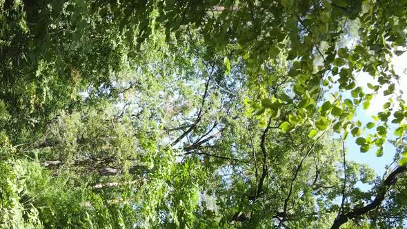 Vertical Video of Green Forest By Day