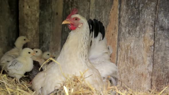 Chickens baby mother chicken, little chickens near the chicken