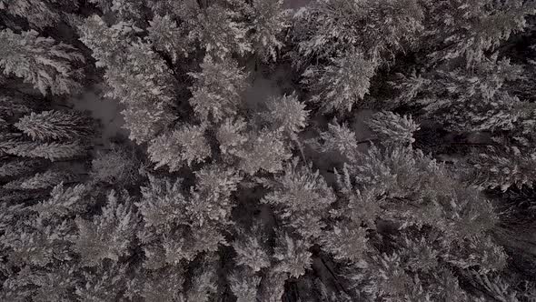 Aerial view of the dense forest in the snow in winter