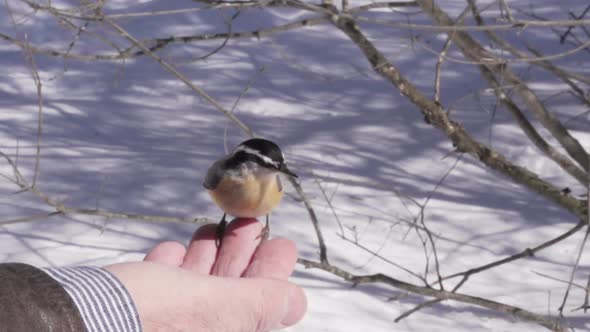 White Breasted Nuthatch Swoops into Hand for Bird Seed Full