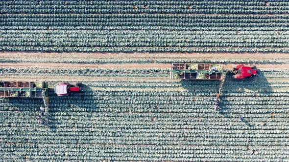 Top View of a Field with Cabbage Getting Reaped By Combines