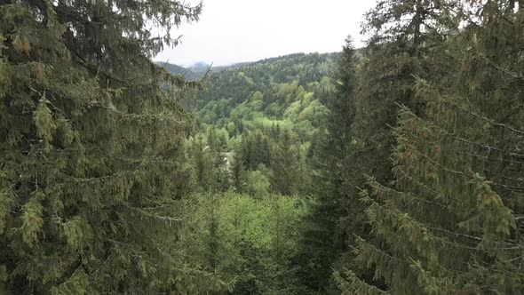 Spruce Forest. Slow Motion. Carpathian Mountains. Ukraine. Aerial.