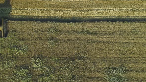 Aerial Drone Footage. Top View Still Shot of Combine Harvester Gathers the Wheat. Harvesting Grain