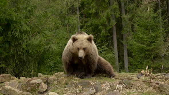 Bear Rests in Wild Forest