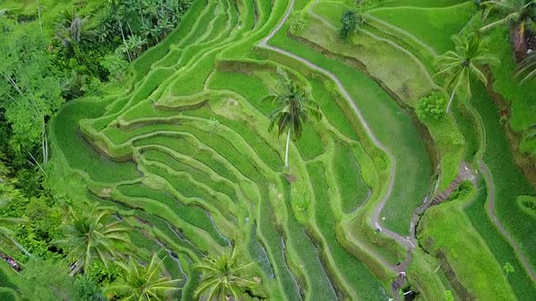 Top View of the Green Rice Terraces of Bali
