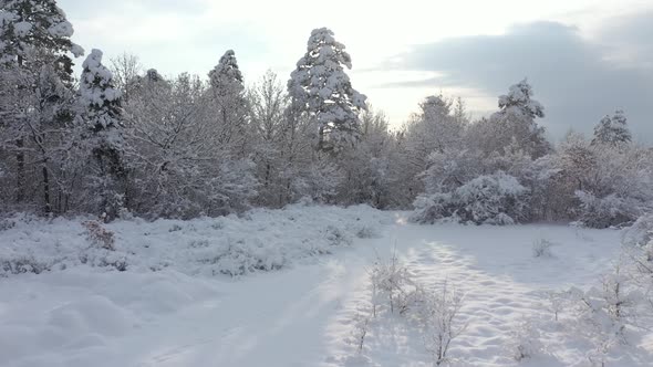 Morning scenery with trees under snow 4K drone footage