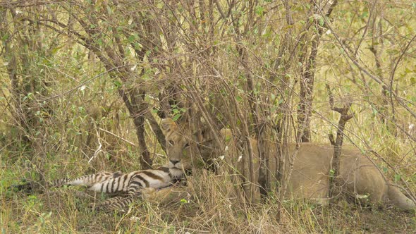 Maasai lioness lying next to a zebra carcass