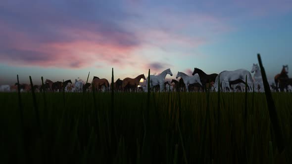 Horses On Grass