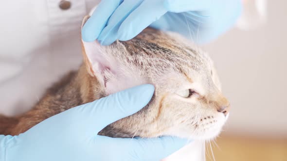 Veterinarian Examines Ears of Cat