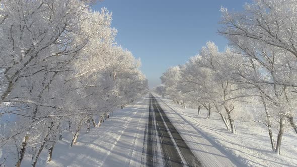 Ice Trees 