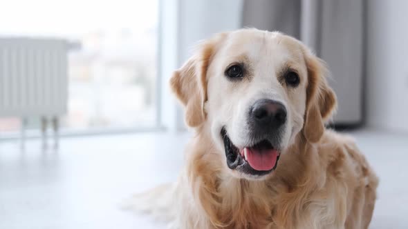 Portrait of Golden Retriever Dog