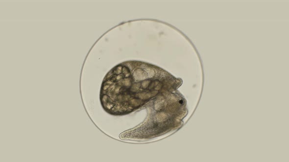 movement of the formed cochlea embryo