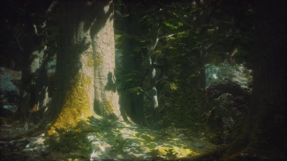 Old Trees with Lichen and Moss in Green Forest