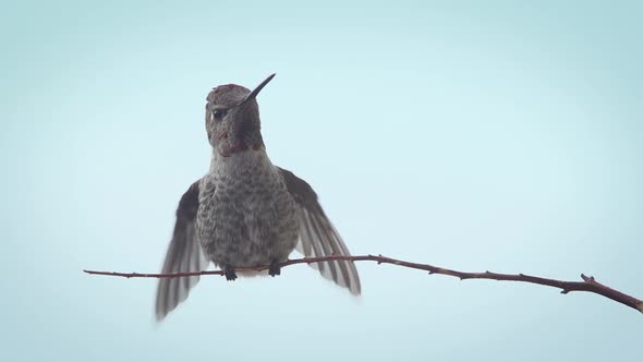 Hummingbird Landing Slow Motion