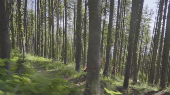 Mountain Bikers- Through the trees