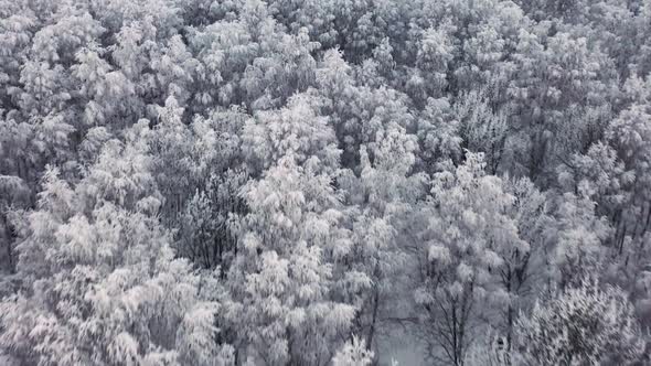 Flight Over Frozen Forest