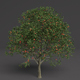 Apple Tree 4 Seasons - 3DOcean Item for Sale