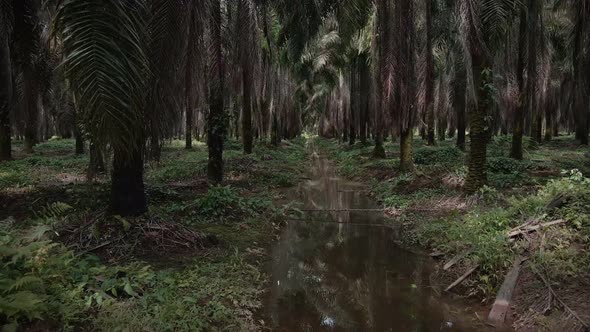 Narrow trench filled with brown water leading through a large, commercial palm oil plantation in Cos