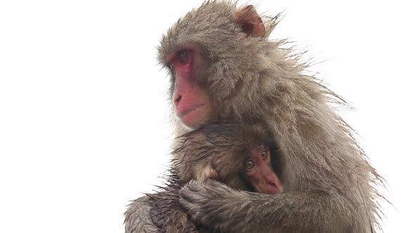 Japanese Macaque (Snow Monkey)