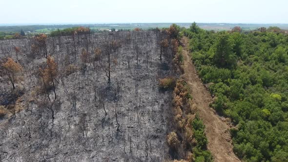 A Border of Gray Trees Burned to Ash in the Forest and Green Unburned Trees