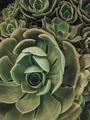 Softly Lit Succulents Nestled Together - PhotoDune Item for Sale