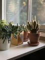 A Variety of Succulents in Front of a Window During Golden Hour - PhotoDune Item for Sale
