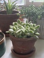 A Variety of Succulents of Different Greens in Terracotta Pots on a Tabletop - PhotoDune Item for Sale
