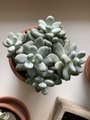 Grey Green Succulent in a Terracotta Pot in the Soft Afternoon Light - PhotoDune Item for Sale