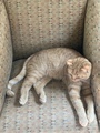 An Orange Tabby Relaxes on a Chair of Similar Colors - PhotoDune Item for Sale