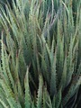 A Green Sword Succulent Makes a Great Background of Differing Greens - PhotoDune Item for Sale