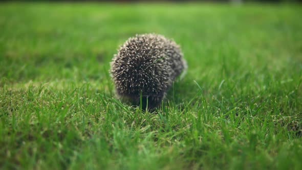 Real Wild Hedgehog Walks on the Grass