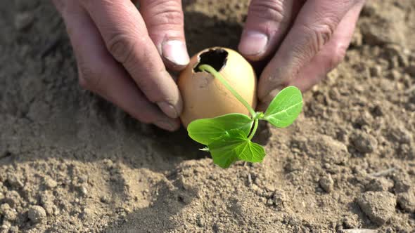 Male Hand Farmer Planting Gardening Green Plant Into the Ground