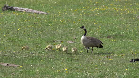 Mother Canada Goose with chicks in field