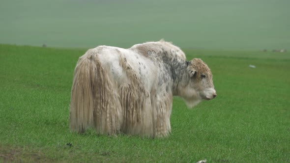 White Long-Haired Male Yak Ox in Asian Meadow