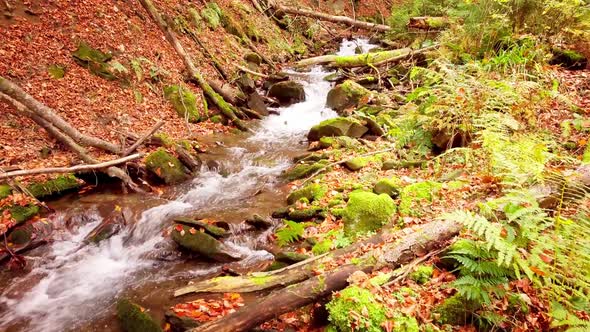 Footage of Wonderful Mountain Stream in the Shypit Karpat National Park